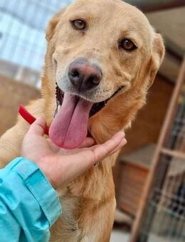 Blondy - lebensfroher verträglicher Rüde - Koblenz