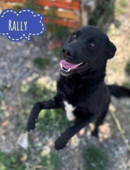 Rally ein fröhlicher Schatz - Flörsheim-Dalsheim