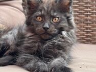 Maine Coon Kitten Black Smoke - Silver Tabby - Bad Pyrmont