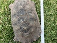 Breitrandschildkröten (Testudo marginata) Gruppe , 2x Weibchen + 1x Bock - Westheim (Pfalz)