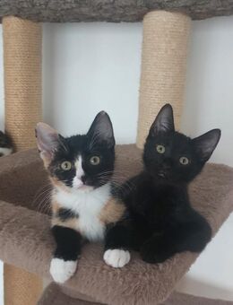 2 Katze kitten katzenbabys katzenbaby hauskatzen hauskatze - Hadamar
