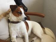 Jack Russell Dame reinrassig kurzhaarig - Sinn