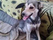 Lilli🧡🧡🧡schönes Plätzchen gesucht - Bad Karlshafen