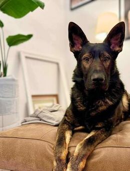 Ares - ist lernwillig&verschmust - Löwenberger Land