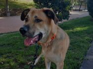 Dalton: junger Hund sucht Hoffnung - Grevenbroich