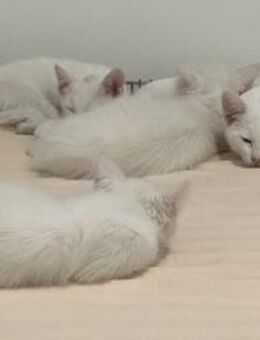 Tuffie - weiß wie Zuckerwatte - Kirchheim (München)