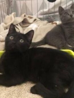 Carmina sucht ihr Zuhause - Bad Camberg