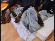 Dobermann Rico 6 Monate alt - Herne