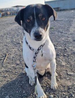 Yara von kettenlos - Bollingstedt