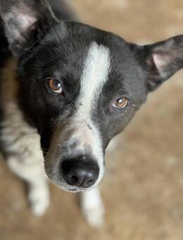 Peppino möchte endlich ankommen 🐾 - Elsdorf (Nordrhein-Westfalen)