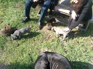 Bulldoggen Mix Welpen - Lübbenau (Spreewald)