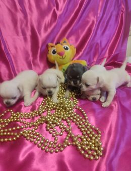 Chihuahua-Deckrüde (nicht zu verkaufen) - Nürnberg