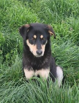 Sansa sucht ein Zuhause - Egestorf