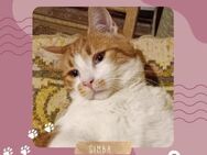 Kleiner Kater Simba hofft auf Post - Lalendorf