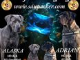 SAUPACKER WELPEN (DEUTSCHE DOGGE / CANE CORSO / PRESA CANARIO / O. E. MASTIFF in 31595