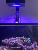 Nano Meerwasser Aquarium in 38543