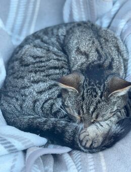 Junger Kater – verschmust und leidenschaftlicher Jäger sucht liebevolles Zuhause - Erftstadt Zentrum