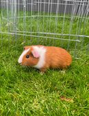 Süßes Meerschweinchen Baby Böckchen in 56626