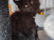 Maincoon Kitten - Erfurt