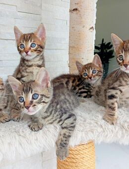 Bengal Kitten - Dietingen