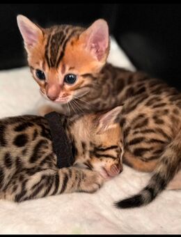 ✨ Traumhafte Bengal Kitten (Brown Spotted Tabby) suchen liebevolles Zuhause ✨ - Berlin