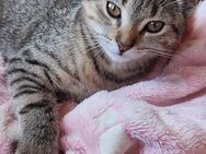 Kitten, Kätzchen - Kleines Mädchen sucht liebevolle Hände - Wachtberg