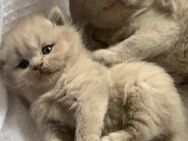 Wunderschönen Kitten - Düsseldorf