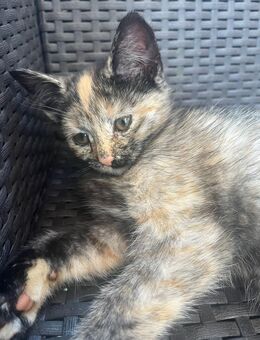 Katze - Oldenburg