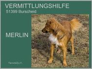 MERLIN - klar geregelt durch den Alltag - Overath