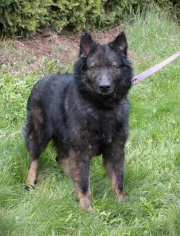 Toller Baron sucht seine Menschen - Duisburg