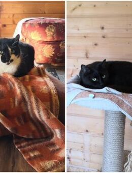 Barney & Milow suchen ihr Zuhause! - Walluf