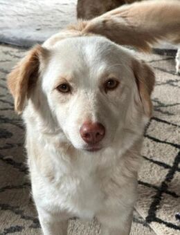 Fabricia ist eine Seele von Hund! - Karben