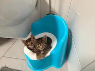 Kitten - Buttstädt Zentrum
