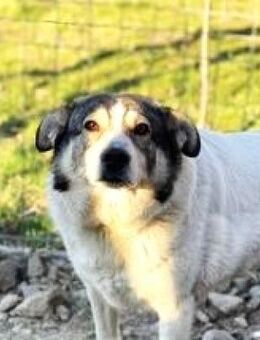 Entspannte - GESA - sucht ein Zuhause ! - Kempen