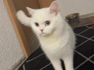 Süße Perserkatze sucht liebevolle Familie - Neunkirchen (Brand)