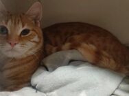 Orangene jungkatze zu verkaufen - Wiesbaden Kastel