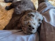 Diese tolle Hündin Lilly und ihre Welpen suchen ein Zuhause - Angern