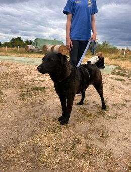 Unsere tolle schwarze Labradormischlingshündin Stella 1,5 J sucht ein warmes Körbchen ca 47 cm groß - Angern