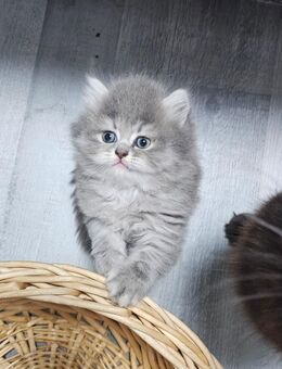 Katzen zum verkauf - Wuppertal