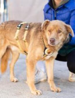 Der charmante Gerhard sucht ein Zuhause - München