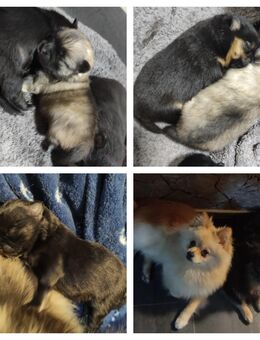 Pomeranian Welpen mit Zubehör - Burscheid