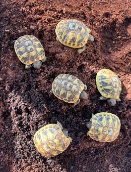 Griechische Landschildkröten Nachzucht 2024 Testudo Hermanni - Brüggen (Burggemeinde)