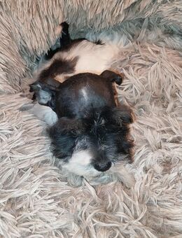 Zwergschnauzerhündin mit Papieren - Coppenbrügge