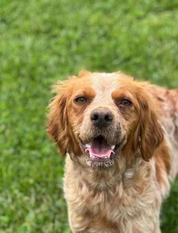 🐾 Lucy sucht ihr Zuhause ♥️ - Ovelgönne