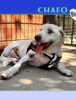 ❤️‍🔥 CHAFO ❤️‍🔥- HAPPY END GESUCHT! - Alfeld (Leine)