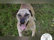 Darijo Geschenk in Hundeform - Kirchzell