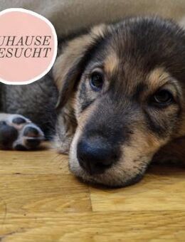 Welpe GODI sucht ihre Zuhause ❤️ - Saarbrücken