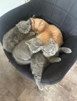 BKH kitten - Recklinghausen