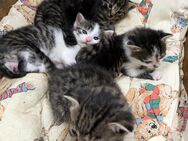 5 Kitten suchen ab KW 45 ein neues Zuhause - Struppen