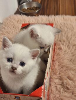 Kitten mit blau Augen - Forchheim Zentrum